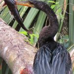 Circle C Bar Preserve along the shore of Lake Hancock near Lakeland, Florida. - photo by Joe Alexander