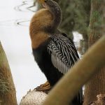 Circle C Bar Preserve along the shore of Lake Hancock near Lakeland, Florida. - photo by Joe Alexander