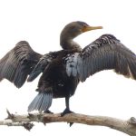 Circle C Bar Preserve along the shore of Lake Hancock near Lakeland, Florida. - photo by Joe Alexander