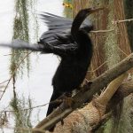 Circle C Bar Preserve along the shore of Lake Hancock near Lakeland, Florida. - photo by Joe Alexander