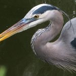 Circle C Bar Preserve along the shore of Lake Hancock near Lakeland, Florida. - photo by Joe Alexander