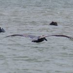 Circle C Bar Preserve along the shore of Lake Hancock near Lakeland, Florida. - photo by Joe Alexander