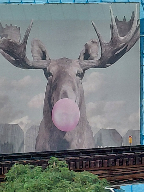 View of the moose mural from my hotel in downtown Chicago. - photo by Joe Alexander