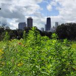View of Chicago from Lincoln Park. - photo by Joe Alexander
