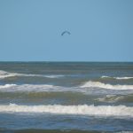 North Padre Island, Texas - the beach near Windward Drive. I figure my beach photos are about like everyone else's: a few waves, a few birds. I still think taking pictures of the beach is just good for you. - photo by Joe Alexander