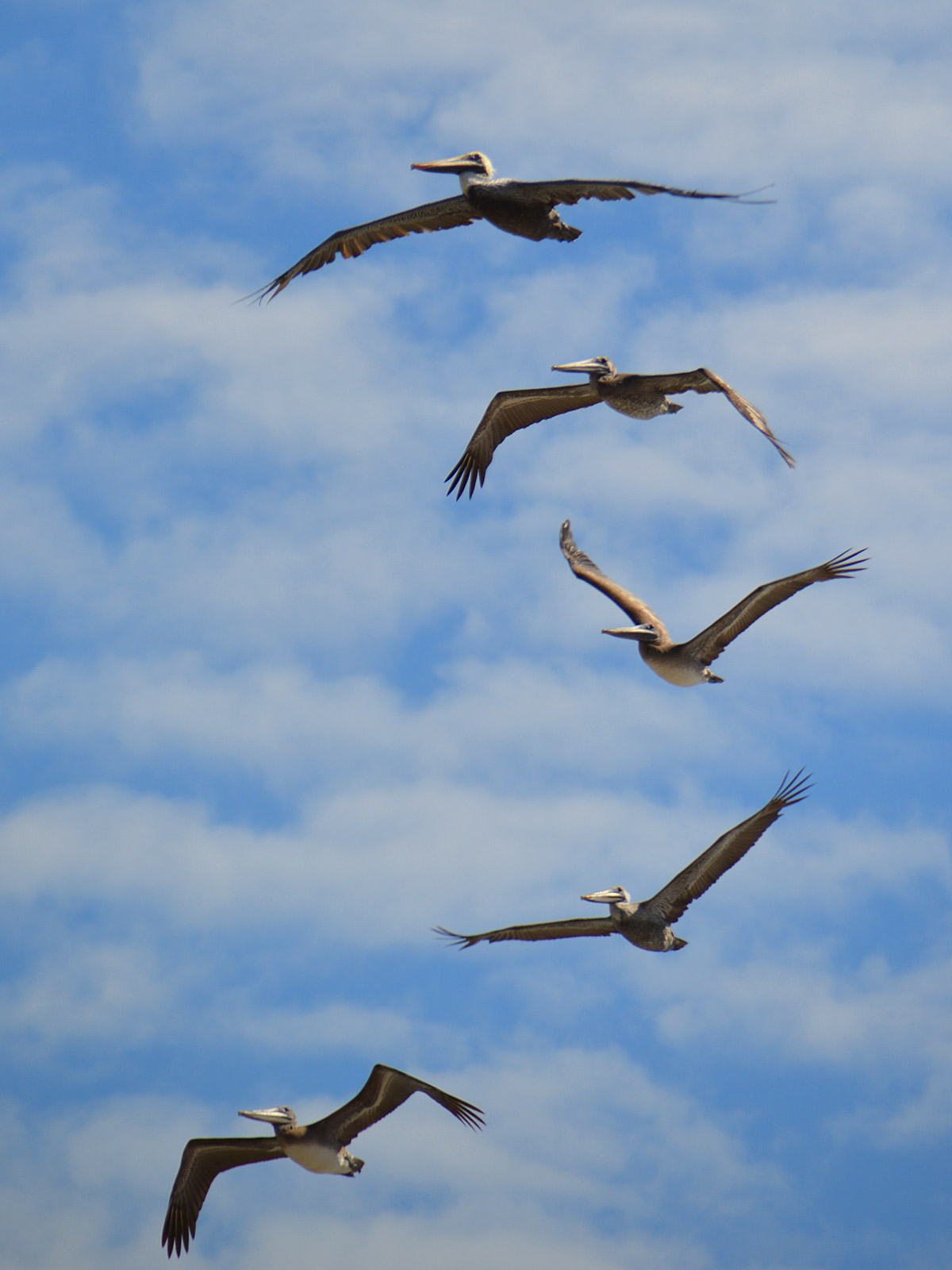 There weren't as many seabirds hanging around as I'm used to seeing at the beach. Fortunately, these pelicans wandered by just as I was walking along at North Padre Island, Texas. - photo by Joe Alexander