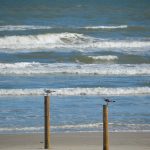 North Padre Island, Texas - the beach near Windward Drive. I figure my beach photos are about like everyone else's: a few waves, a few birds. I still think taking pictures of the beach is just good for you. - photo by Joe Alexander